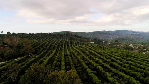 Drone flight over coffee plantations in Central America Stock Footage 100803694
