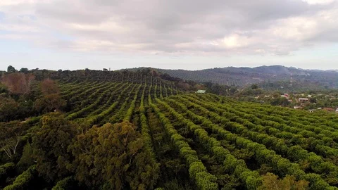 Drone flight over coffee plantations in Central America 02 Stock Footage 100810757