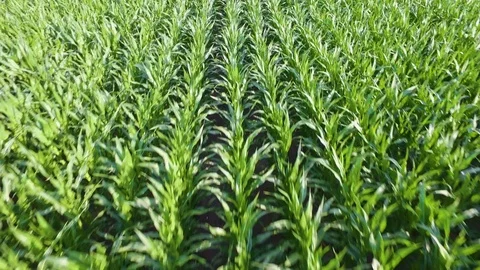 Drone flight over the corn field. Stock Footage 91731456