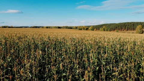 Drone flight over the corn field at sunset. Agriculture industry.  Vídeos de archivo 116239128