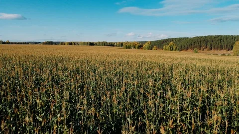 Drone flight over the corn field at sunset. Agriculture industry.  Stock Footage 116239266