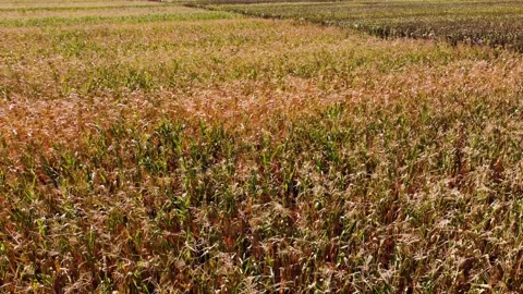 Drone flight over a corn field. Agronomy. Drone view. Stock Footage 160558499