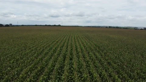 Drone flight over corn field 스톡 동영상 241256391