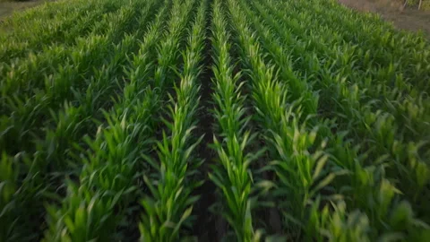 Drone flight over cornfield Stock Footage 270073018