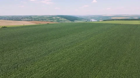 Drone flight over cornfields Stock Footage 162273388