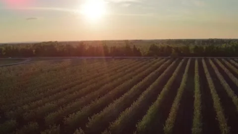 Drone flight over countryside agricultural fields with crops at sunset near Stock Footage 152106901