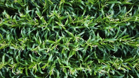 Drone Flight over Crop Field Stock Footage 159814339