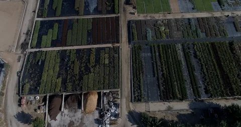 Drone flight over crop plants in the Maresme region Stock Footage 92090290