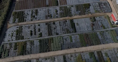 Drone flight over crop plants in the Maresme region Stock-Footage 92090547