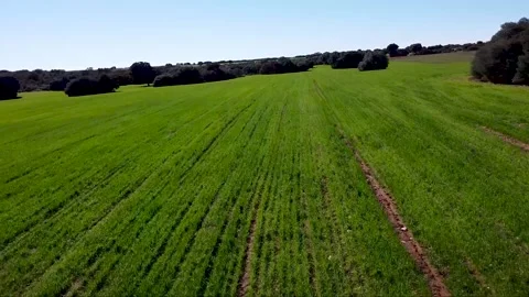 Drone flight over a cultivated field Video stock 313272872