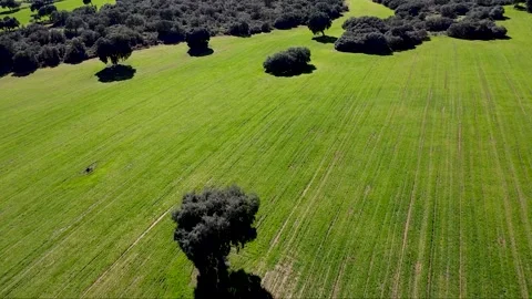 Drone flight over a cultivated field Stock Footage 313272874