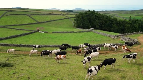 Drone Flight Over Dairy Cows and Stone Walls on Terceira Island Azores Stock Footage 335931132