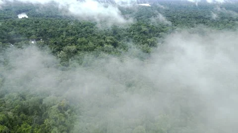 Drone Flight Over Dense Amazon Rainforest Canopy Iquitos Stock Footage 332748684