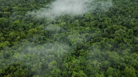 Drone Flight Over Dense Amazon Rainforest Canopy Iquitos Stock Footage 332748717