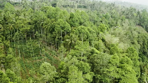Drone Flight Over Dense Forest Of Lumajang Regency Stock Footage 146104514
