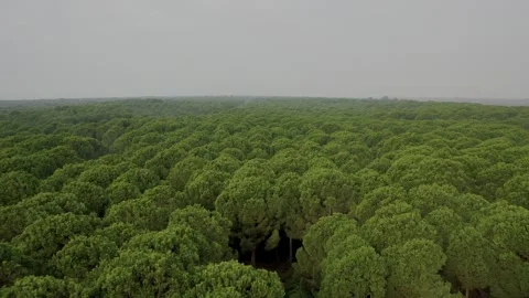 Drone flight over a dense forest of pine trees. Stock Footage 247698575