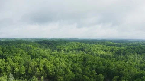 Drone flight over dense forest 動画素材 280271581