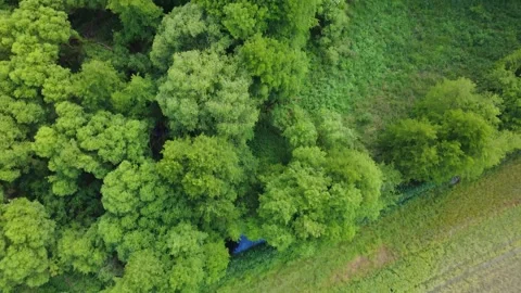 Drone flight over a dense forest with lush greenery and adjacent field Stock Footage 345658934