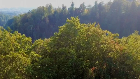 Drone flight over dense green forest. Stock Footage 107085125