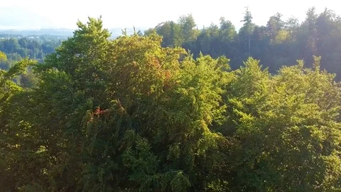 Drone flight over dense green forest. Stock Footage 107085158