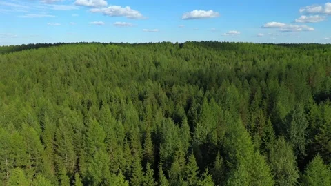 Drone flight over a dense green coniferous forest in clear sunny weather 스톡 동영상 139341741