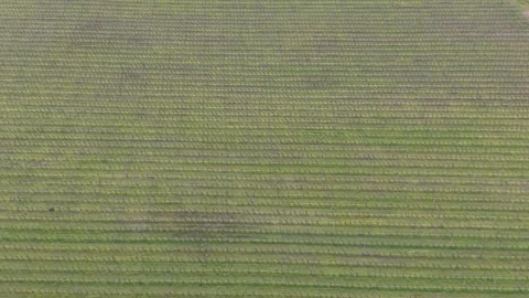 Drone Flight Over Dormant Vineyard in Winter Stock Footage 328828184