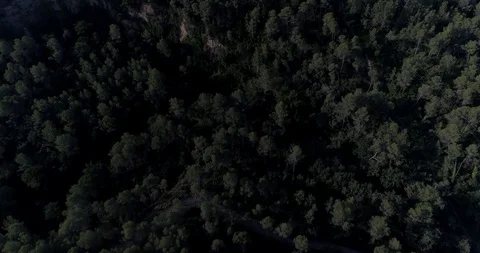 Drone flight over electric line through the pine mediterranian forest Stock Footage 93395714