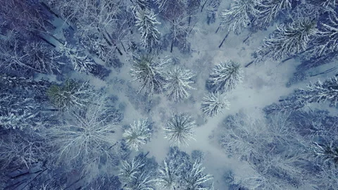 Drone flight over an endless boreal spruce forest in winter. Top view. Stock Footage 209257126