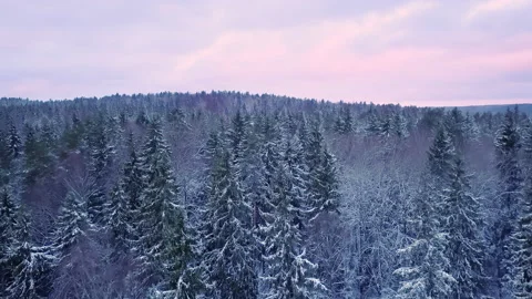 Drone flight over an endless boreal spruce forest in winter. Cold morning. Stock Footage 209257633