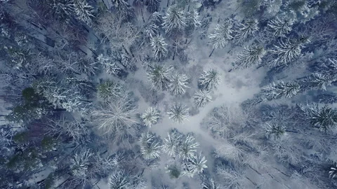 Drone flight over an endless boreal spruce forest in winter. Top view. Stock Footage 211312861