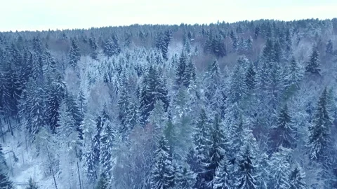Drone flight over an endless boreal spruce forest in winter. Early, cold winter. Stock Footage 219673048