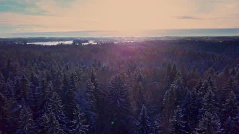 Drone flight over an endless boreal spruce forest in winter. Cold winter morning Video stock 220349800