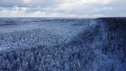 Drone flight over an endless boreal spruce forest in winter Early morning winter Stock Footage 255520026