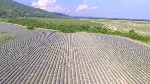 Drone flight over the endless lavender fields in Bulgaria. Aerial view. Stock Footage 99703372