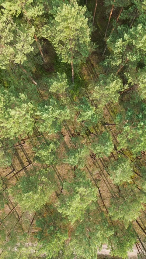 Drone flight over endless pine forest Stock Footage 331338233
