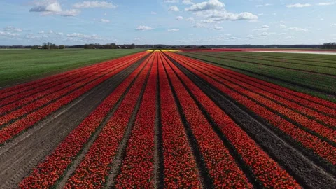 Drone flight over endless rows of blooming orange tulips Stock Footage 333704202