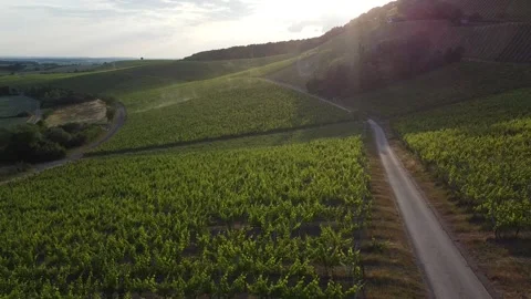 Drone flight over evening moody vineyards in south germany Stock Footage 198238868