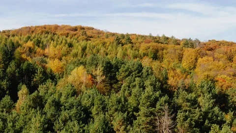Drone flight over fall forest. Stock Footage 118078536
