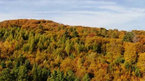 Drone flight over fall forest. Stock Footage 118079687