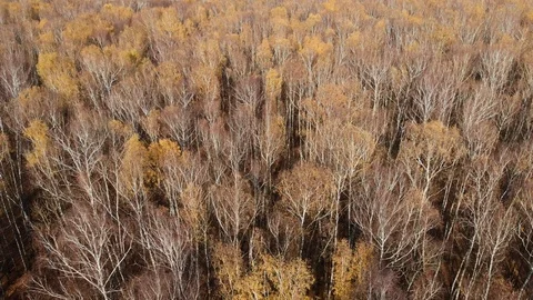 Drone flight over fall forest. Autumn leaves and trees. Dull Autumn Stock Footage 120008786