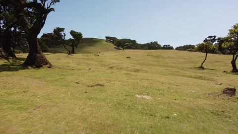 Drone Flight Over Fanal Forest's Serene Expanse 스톡 동영상 254421885