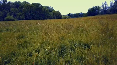 DRONE FLIGHT OVER FIELD 4k Stock Footage 112147786
