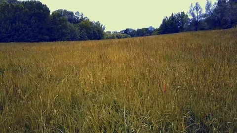 DRONE FLIGHT OVER FIELD 4k Stock Footage 112148232