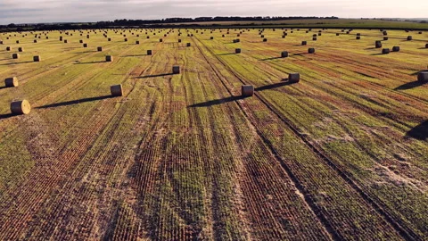 Drone flight over a field with cylindrical haystacks Evening view at sunset Stock Footage 145891847