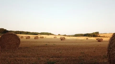 Drone flight over field Vidéo 98043295