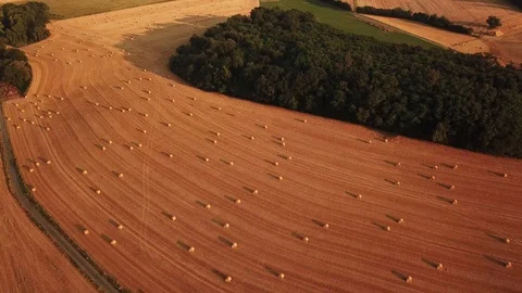 Drone flight over field Vidéo 98043606