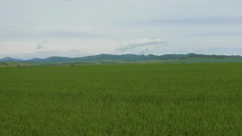 Drone flight over the field to the mountains Видео 246125256
