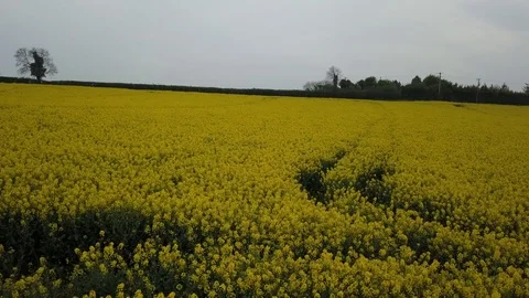 Drone flight over a field at sunset Stock Footage 108692180