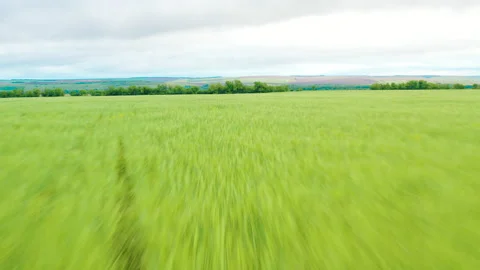 Drone flight over a field, tall green grass, green wheat field Stock Footage 171323328