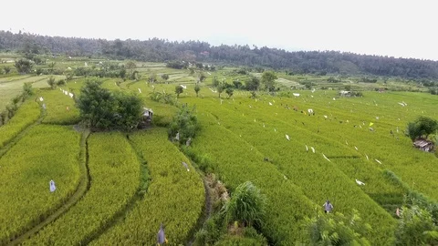 Drone flight over the fields of Amed (Bali) Stock Footage 103515011